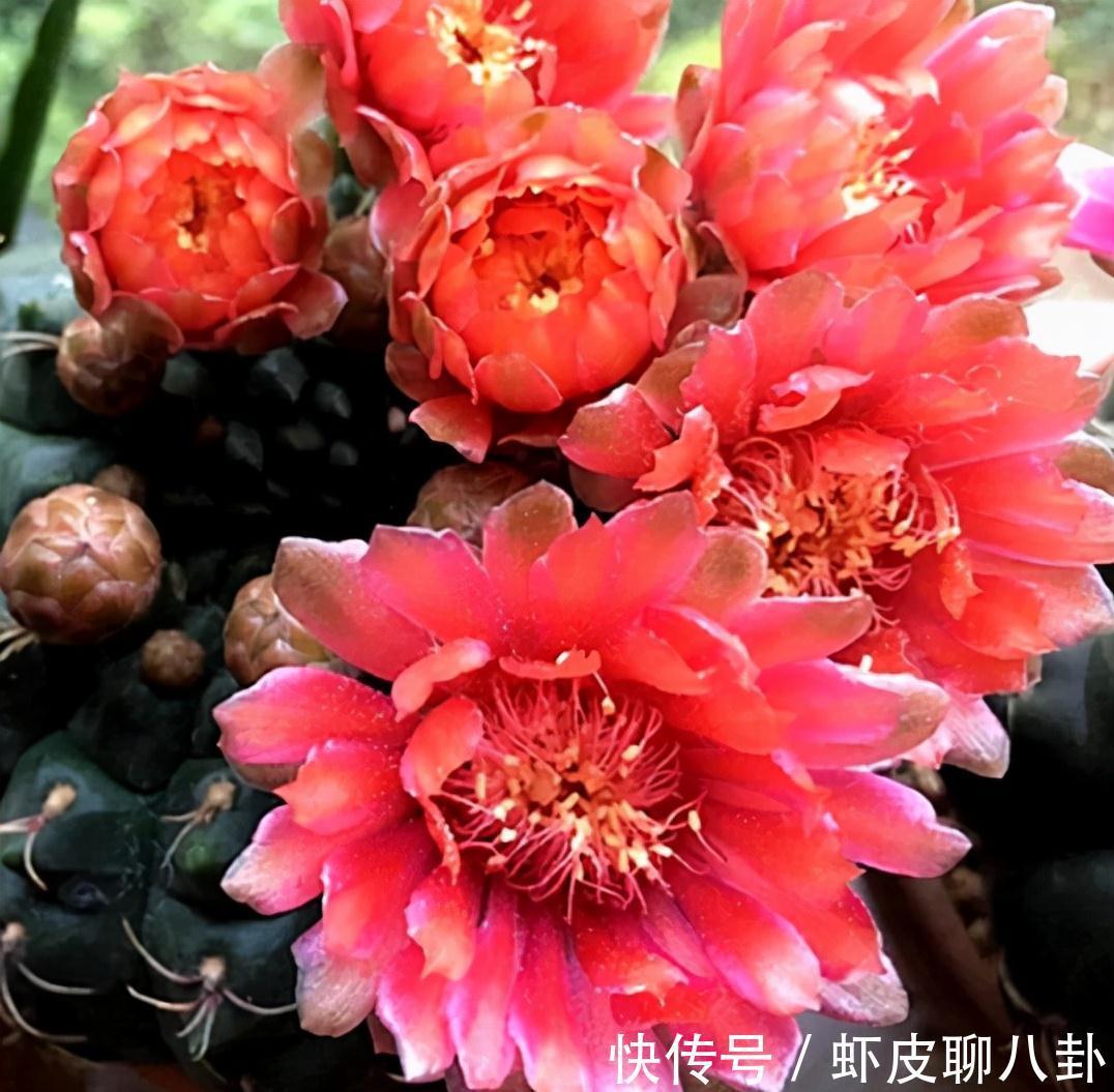 养仙人球就养一棵“绯花玉”，花瓣大、很美很好养、不止开一茬