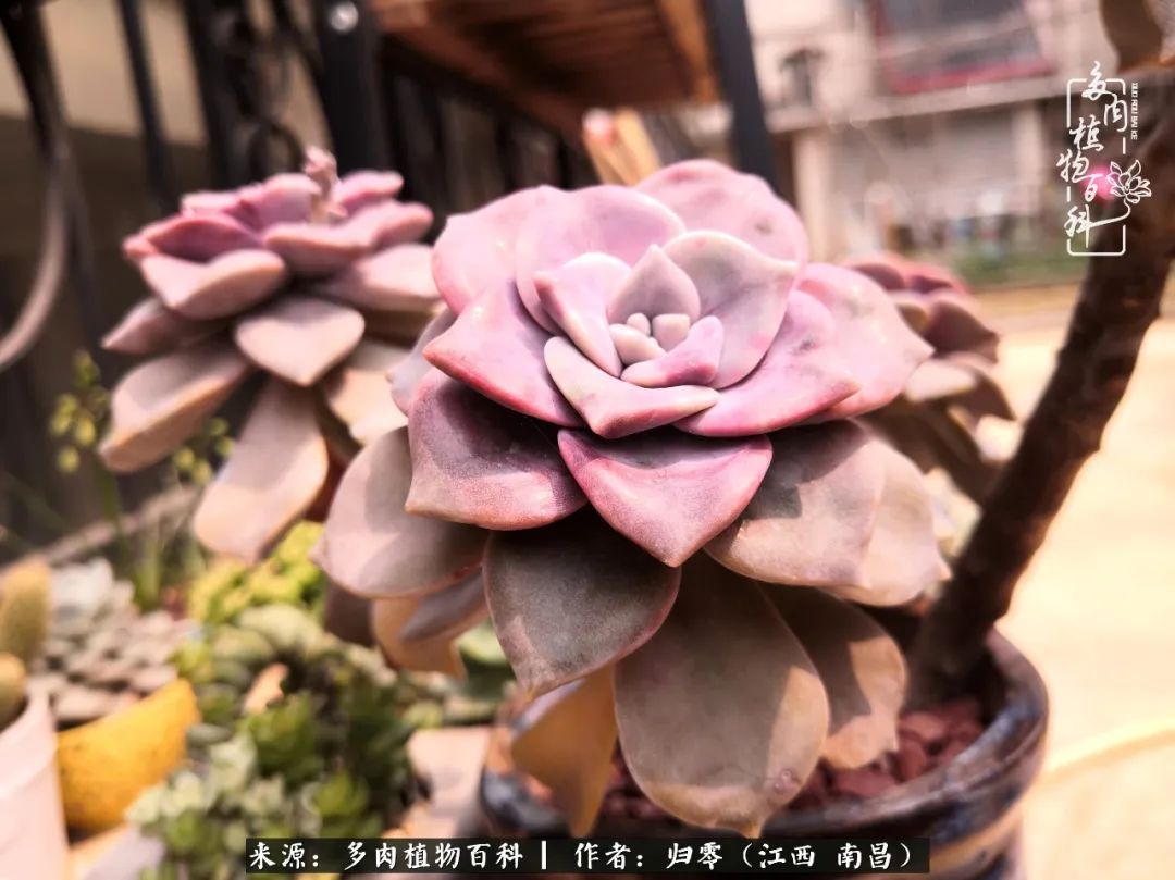 肉肉|人生转个弯，在小院遇见落入凡间的多肉小精灵！