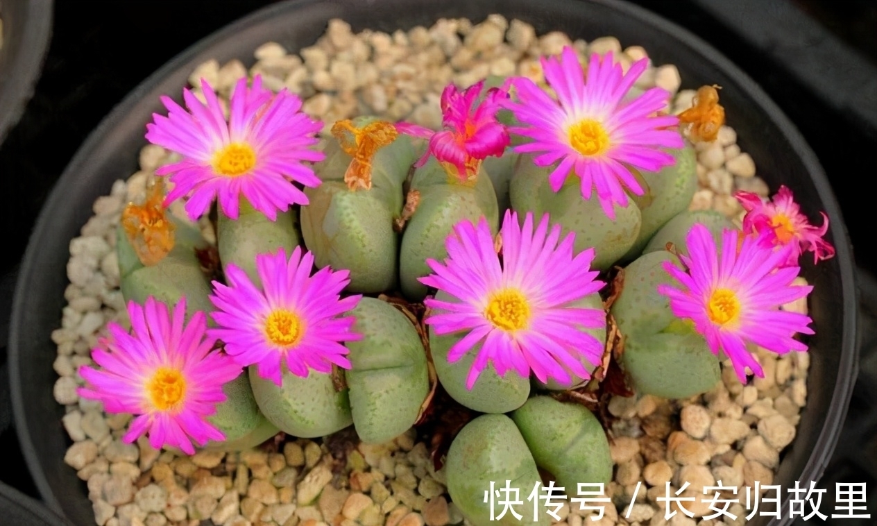 多肉,春后盆栽忌讳这2点,不注意全窜成“恨天高”,茎细叶稀