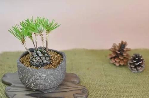 松树|老王捡了几个松果,回家种花盆里,隔两天浇次水,一个月长成盆景