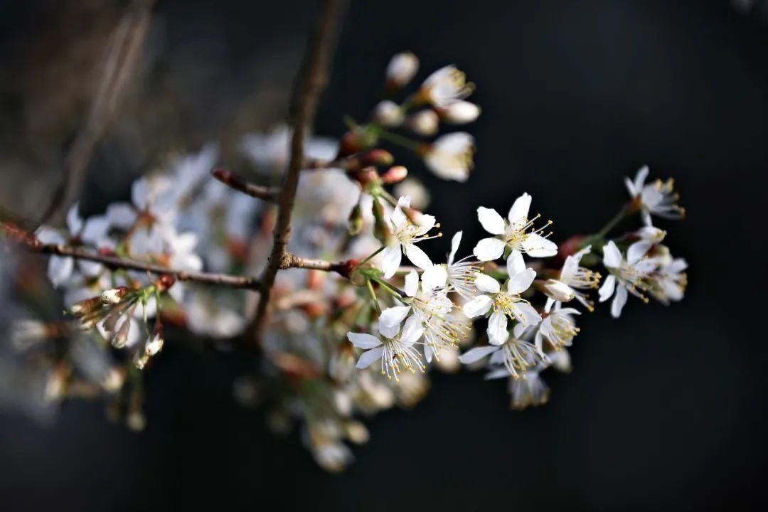老年|云龟山万亩野樱花怒放，简直美到犯规！