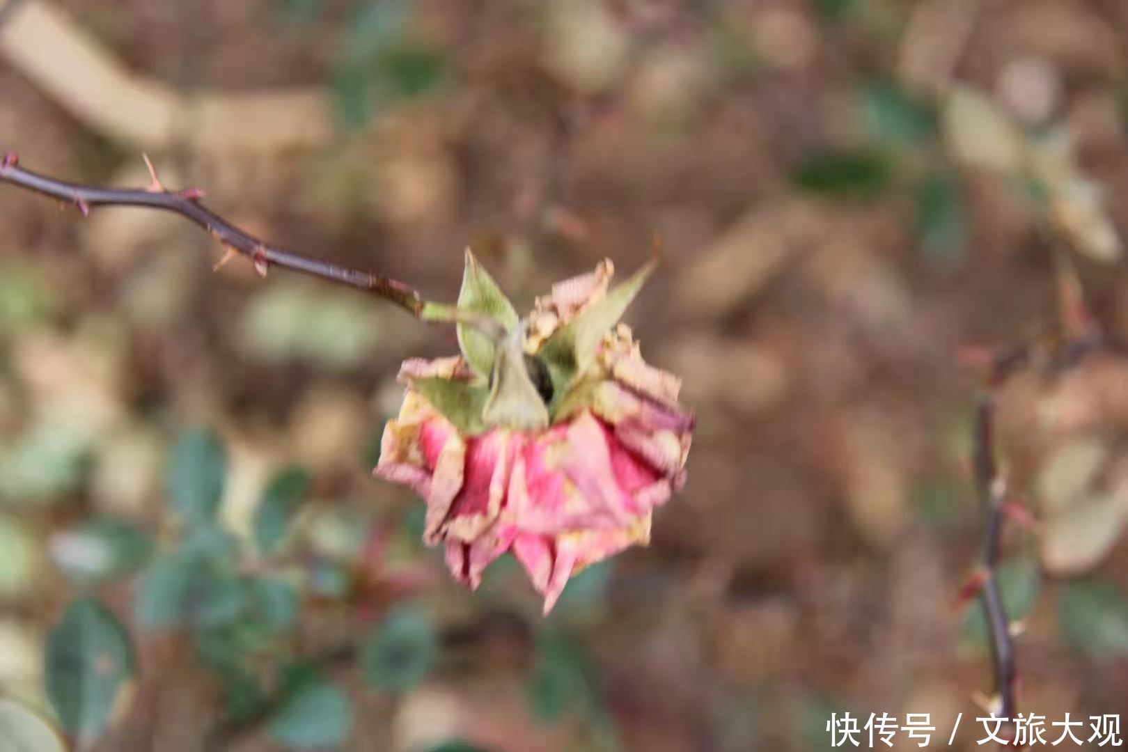 昆明冬日看花