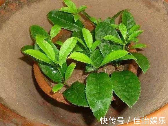 3种“香香树”,剪个枝丫,插土里,15天生根,开花满屋香