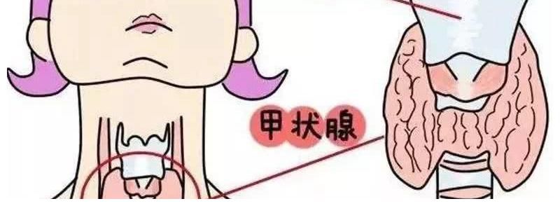 甲状腺|香菜真的能恶化甲状腺结节？听医生解释，常喝一草根水，结节消散