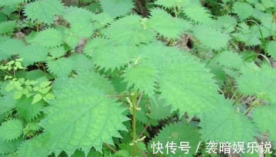 此物|在农村此物亦草亦花,可解蝎子毒马蜂毒,可治中暑消肿止痛!