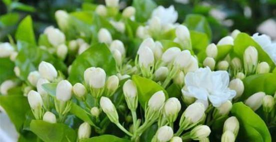 发财树|君子兰、发财树,夏天这么浇水,等着收尸吧