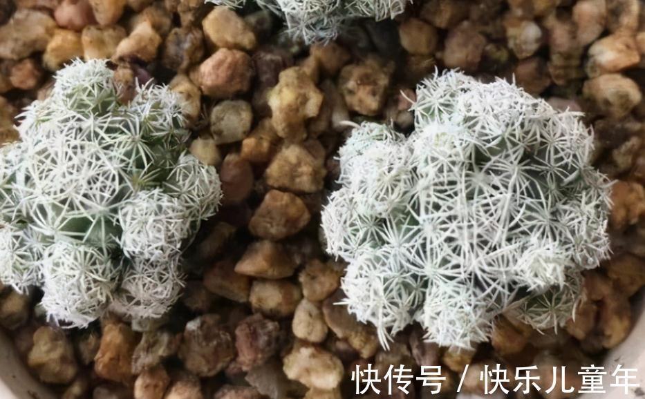 11月秋高气爽，给多肉换盆土，这么干服盆快，长势更好