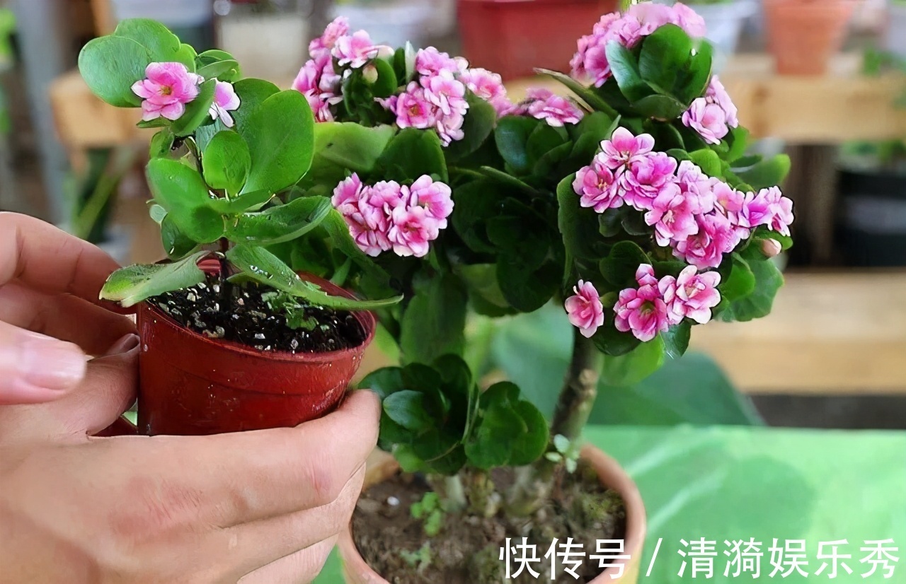 4种花,春天“翻盆”要注意,用小盆才能多开花