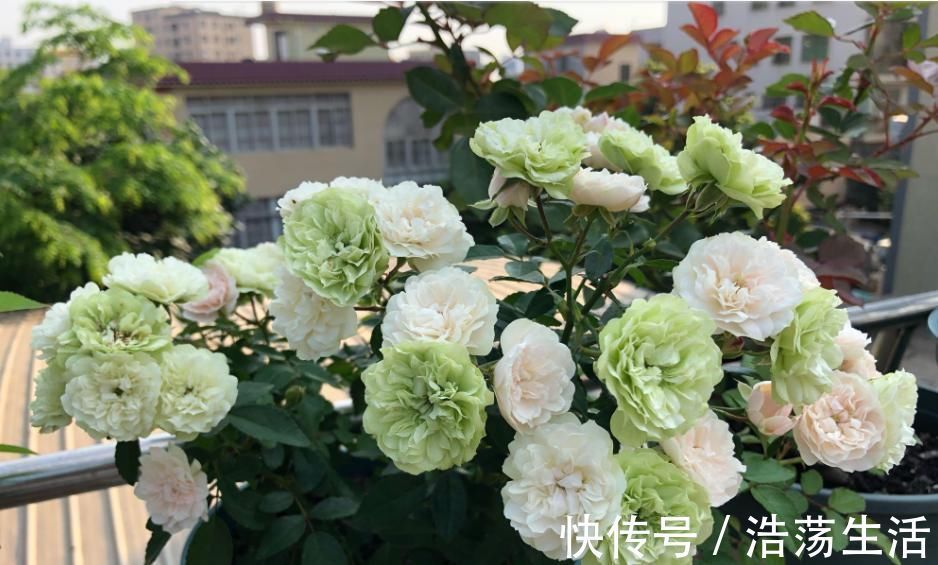 此盆栽植物号称开花机器，全年都开花，种植容易，室内也能种