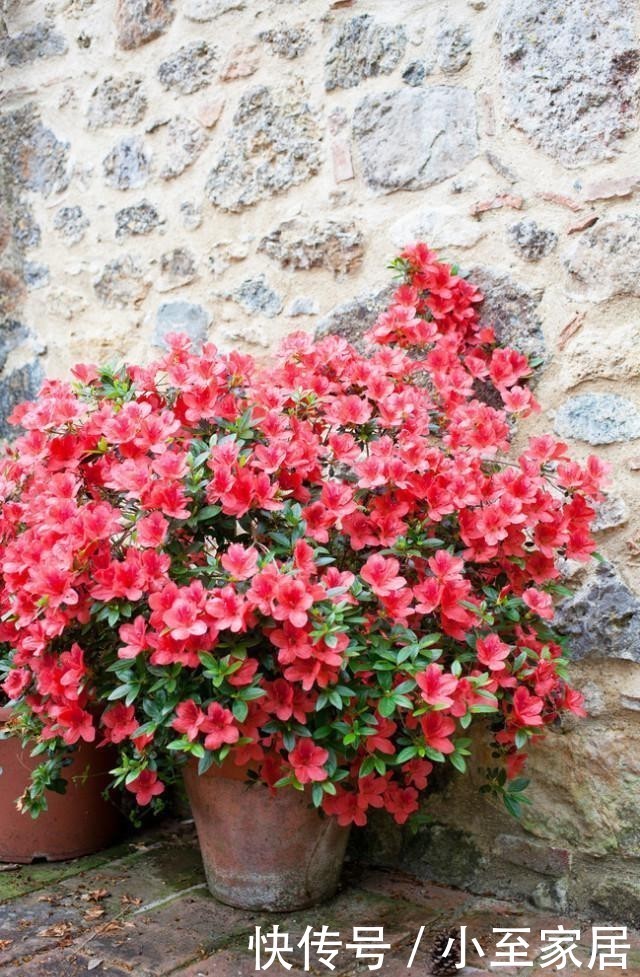 不干不浇|都说杜鹃、茶花难养,其实问题就三点,做好了常年长得好开花多