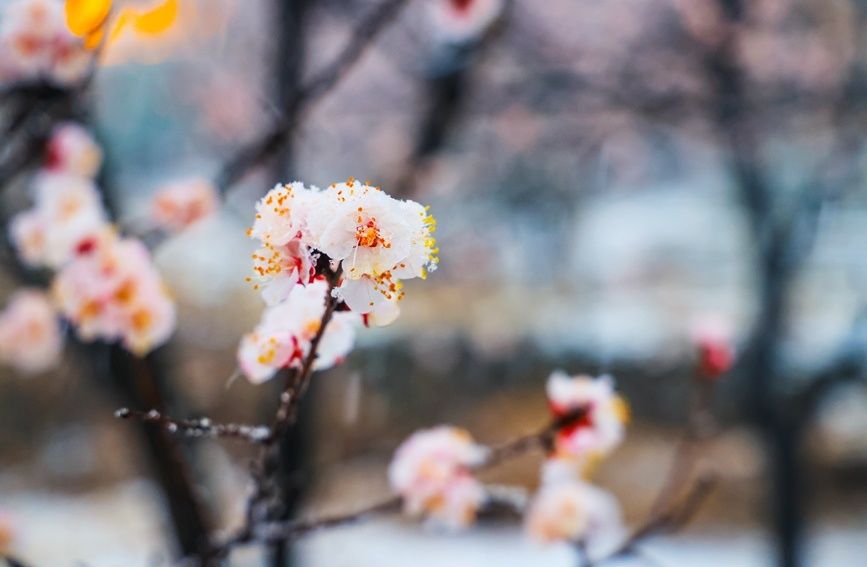 河南：花在雪中摇曳 雪在花上起舞