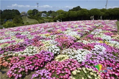 日本福冈公园雏菊绽放 宛如彩色鲜花地毯