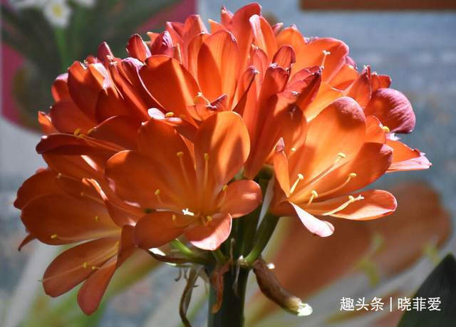 君子兰2大“嗜好”，促进轻松“爆盆”，叶子油绿开花艳