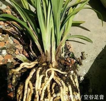 烂根|养兰花,盆底垫上5种材料,根系长得好,不烂根不黄叶