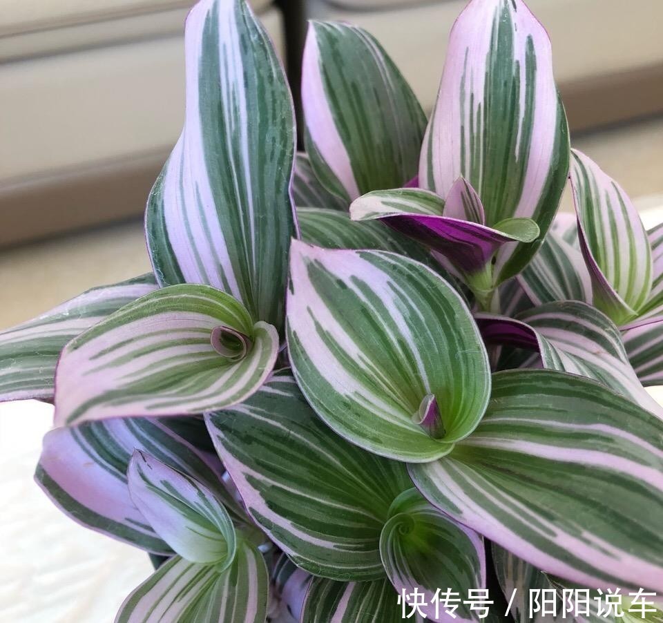 磷酸二氢钾|养花不用分开补水增肥,轮着用它们浇灌,植物好、土壤好!