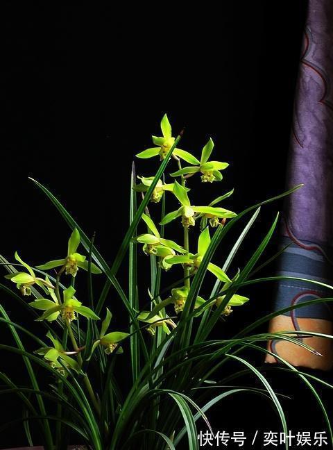 兰花空根烂根,教你3方法来救治,大白根呼呼冒,新芽猛窜花爆盆