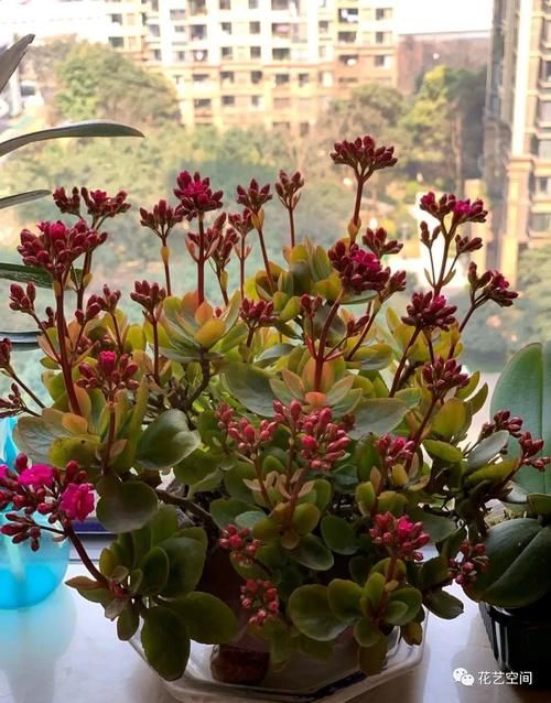 春天，这八种花，剪个枝插土里就活，养养就开花，错过了就要等明年了！