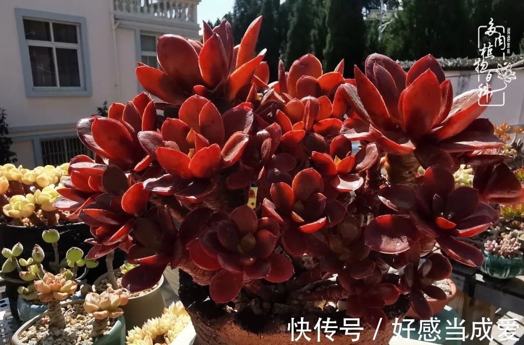 治愈之“肉”:愿所有的养肉人都被这些“胖子们”治愈