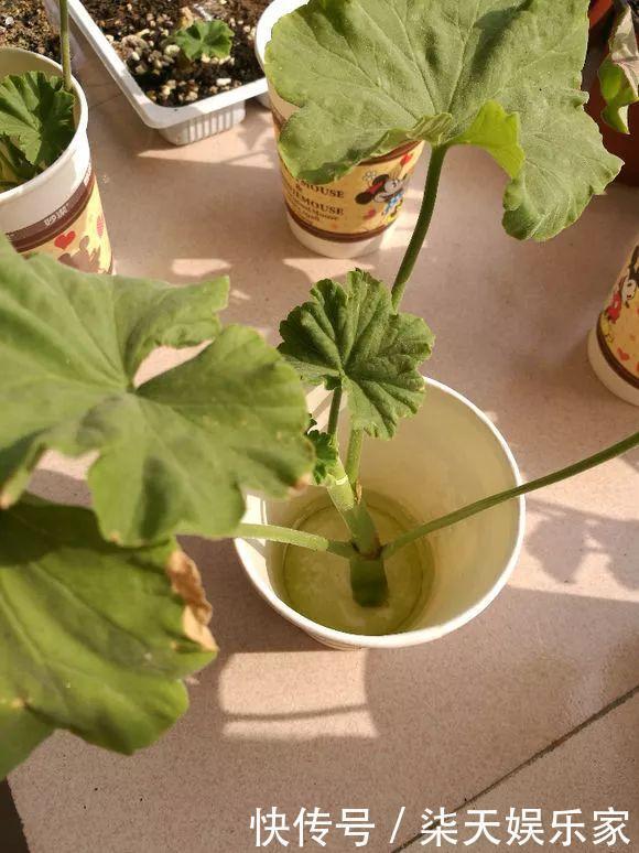 秋季|3种枝条泡水里,10天长根,一次开花100朵,水培成活率更高!