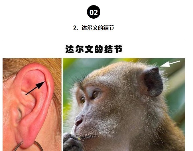 等位基因|罕见的身体特征只有少数人身上才拥有的10个罕见的特征