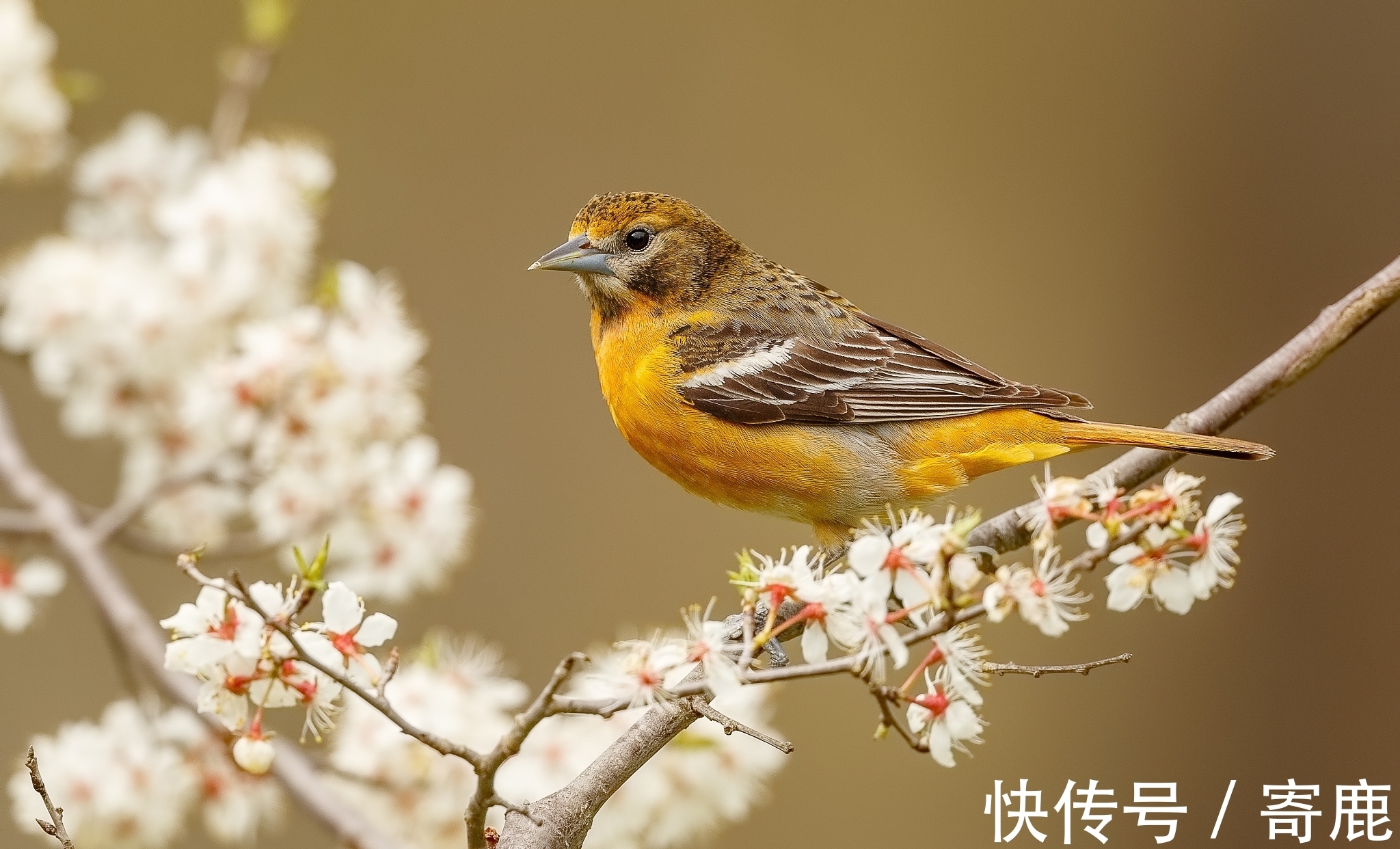 雪月@李商隐两首雪诗品读,寒冷里的悲怀和牵挂