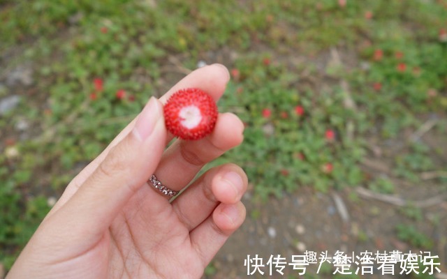 蛇莓|老人说“它”有毒,常被忽视,殊不知,当今好珍贵