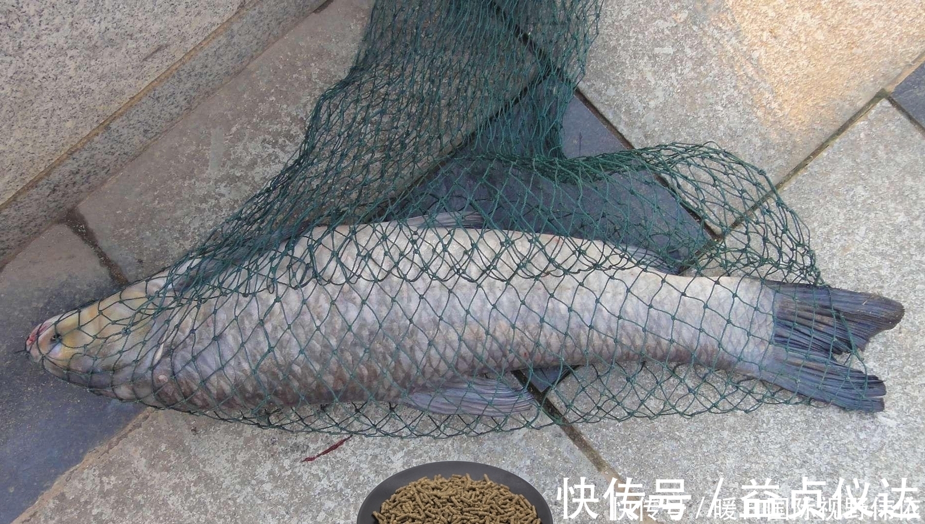 钓大青鱼,螺蛳、玉米和颗粒哪个最好用?钓青鱼饵料的效果对比