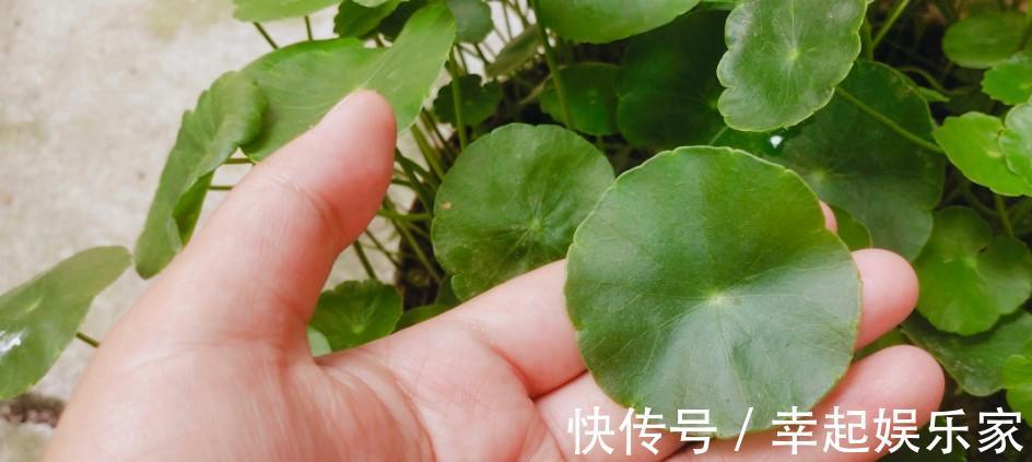 养草杀手都养不死的铜钱草，随手就能养好，分分钟霸满一池塘！
