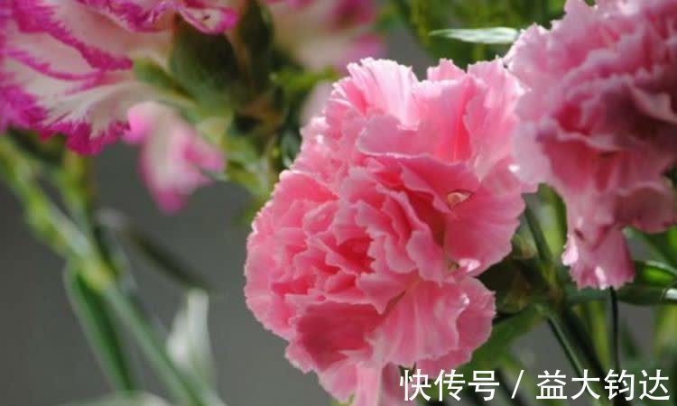 3种花近乎完美，超级漂亮，开花勤快，好养易管理，室内盆栽也可以