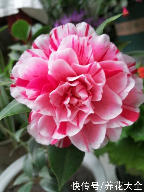 家里面养6种守家树，开花红红火火，一年到尾都有好兆头