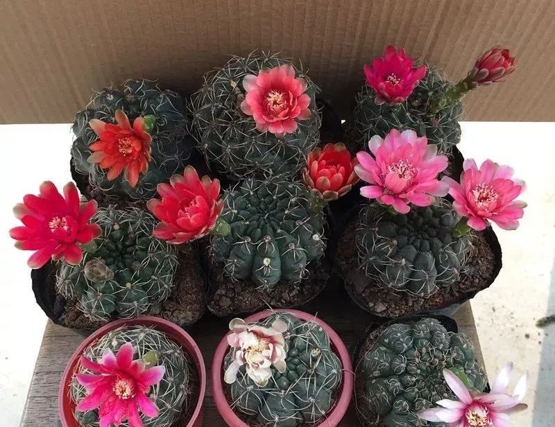 5种花要“穷养”,小花盆,少浇水,越长越精神!