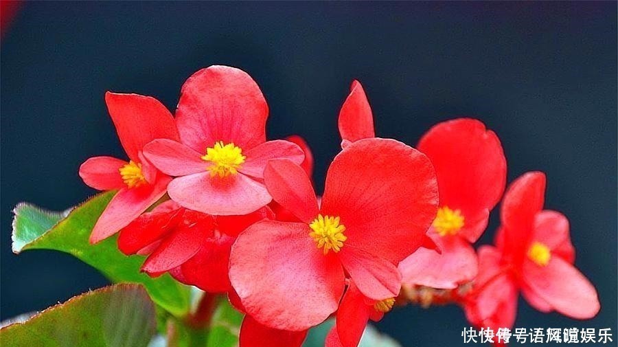 紫苑紫苑花|养花就养此4种,比绿萝好养,花开一朵,满屋子香气