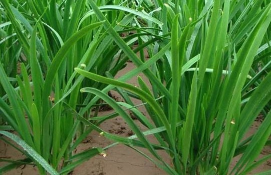 伤风感冒|冬天吃韭菜好处多多，和此物搭配，腰不痛了，腿不软了！