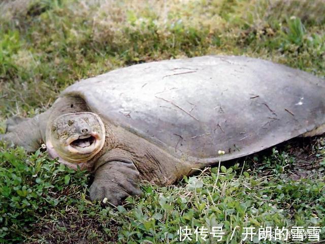 胆大包天，钓到鼋竟然敢网上公开叫卖！是钓鱼人的愚昧还是无知