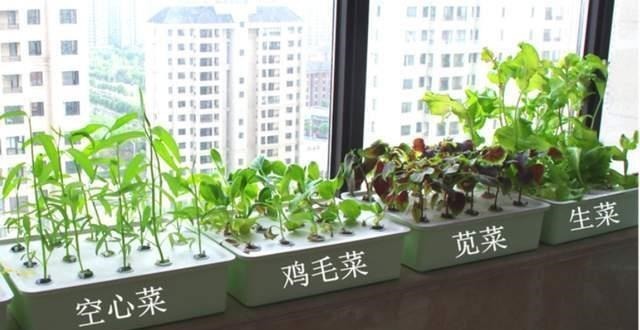 养花高手不买一楼房子,庭院生活,一个阳台就能实现,羡慕