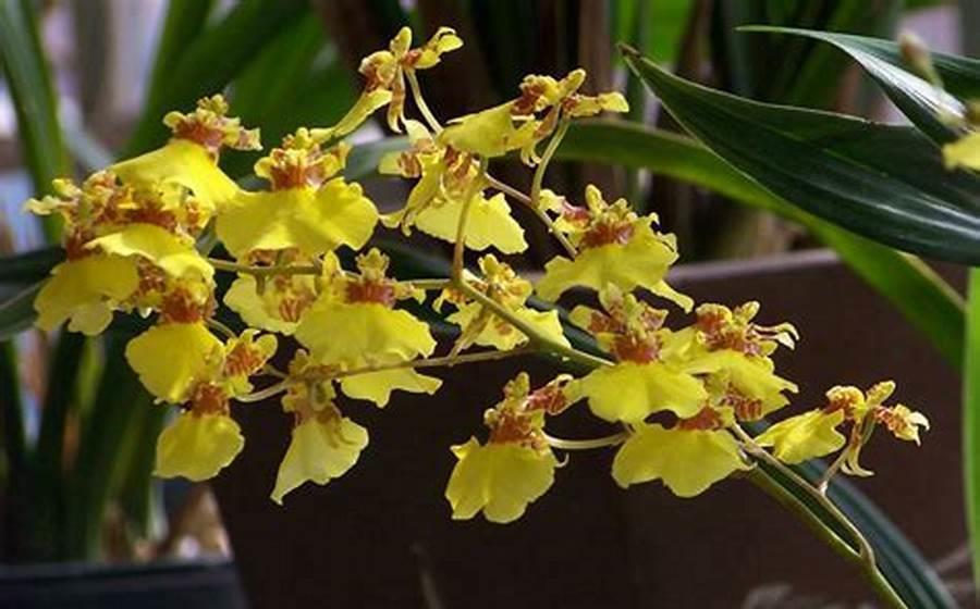 新手养4种花,开花香味大,花量足,放在家里还好看