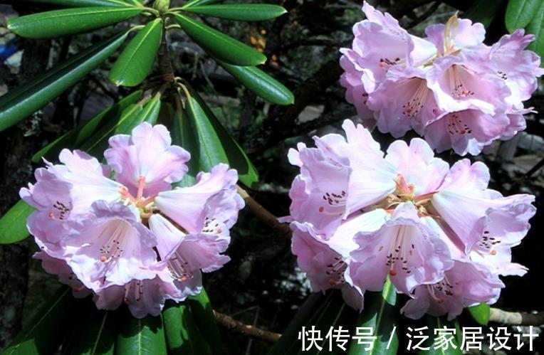 土壤|一款适合家庭盆栽的花卉，比菊花好看，成片栽种则如“映山红”
