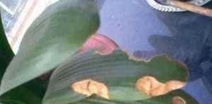 君子兰蔫了别扔，丢个小药片，呼呼冒出大白根，重新根壮叶油绿