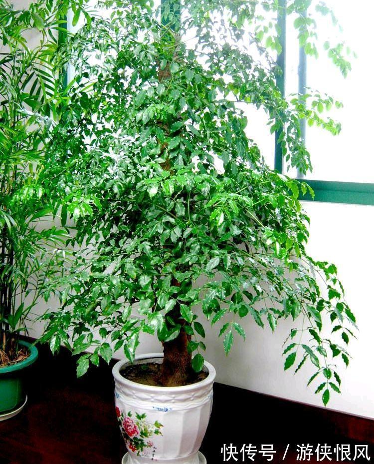 8种“招财树”,养在客厅里,高大笔挺,威武又气派,招财又旺宅