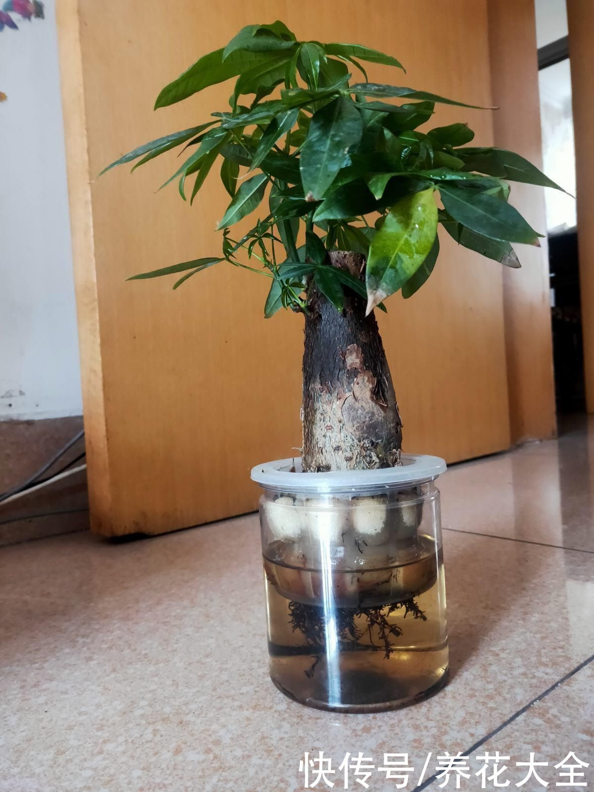 黄叶|家里通风差,不要养这3种花,黄叶招虫很麻烦