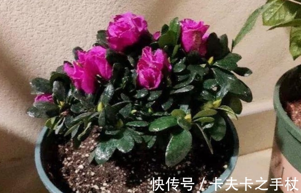 栀子花|这3种公认难养的花，想要养好也不难，先满足它们这个“喜好”