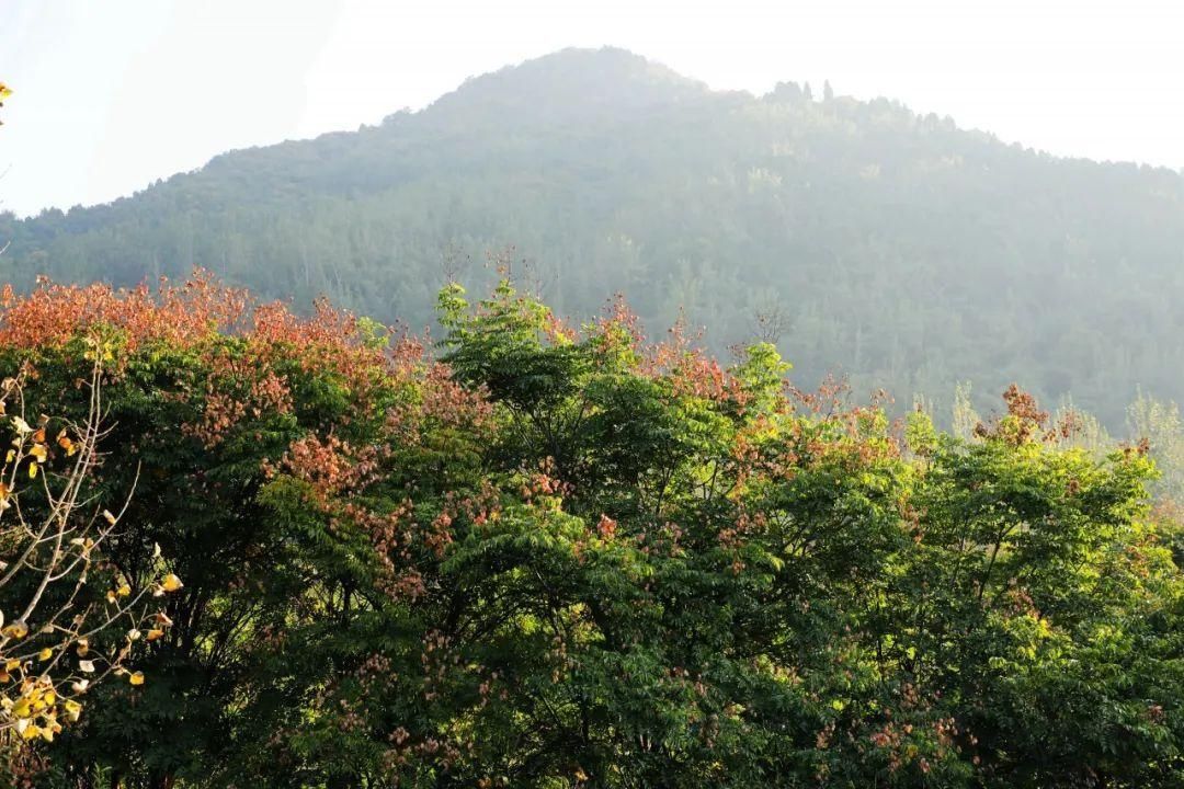 感受|秦岭初冬旅游图鉴，快来感受动物王国的可爱魅力~