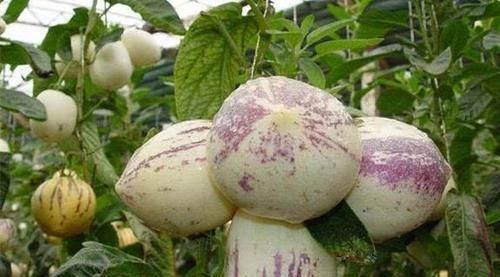 南瓜苗|女性养生,坚持常吃3种食物,健脑益智,延缓衰老,增强体质