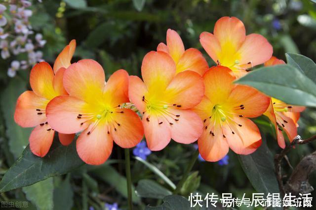 温差|让君子兰开好花的“钥匙”,就握在你手里,它的“构造”很简单