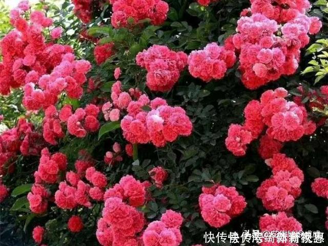 玫瑰香|此花比玫瑰香、比牡丹艳,花团锦簇,一开就是大半年,特别好养!
