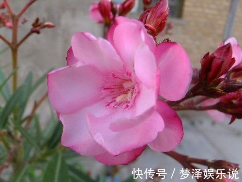 夹竹桃|此花花色艳丽，花期长，最适合道路绿化的选择