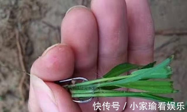 透露|再三提醒，按我说的钓大草鱼，20年老司机都得拜服，切记莫透露