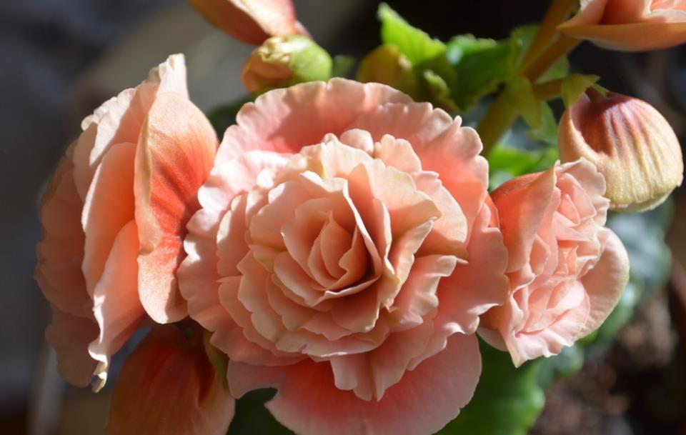 4种花漂亮又好养,比牡丹好看,比吊兰好养,满树都是花朵