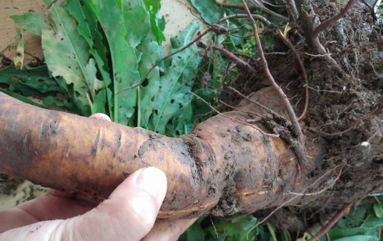 农村人称它“土大黄”,乡下无人问津,殊不知它是有名金不换