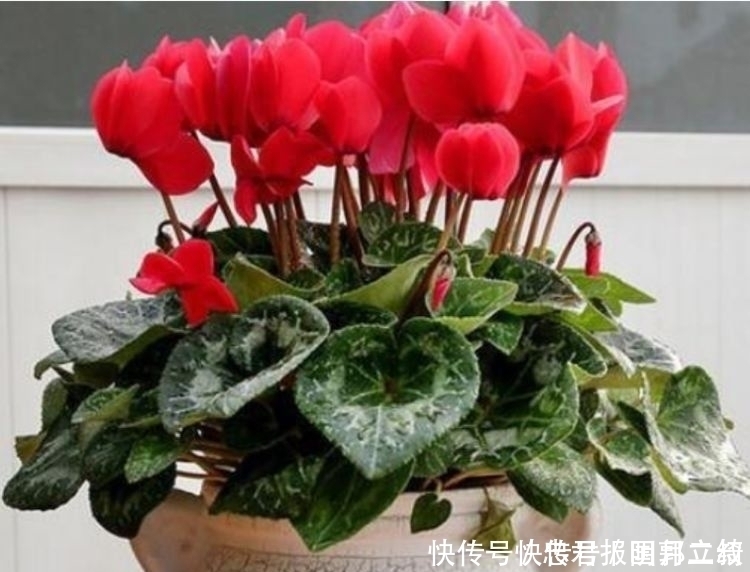 种花|家里就养4种花,耐旱又耐晒,颜值超高超美的